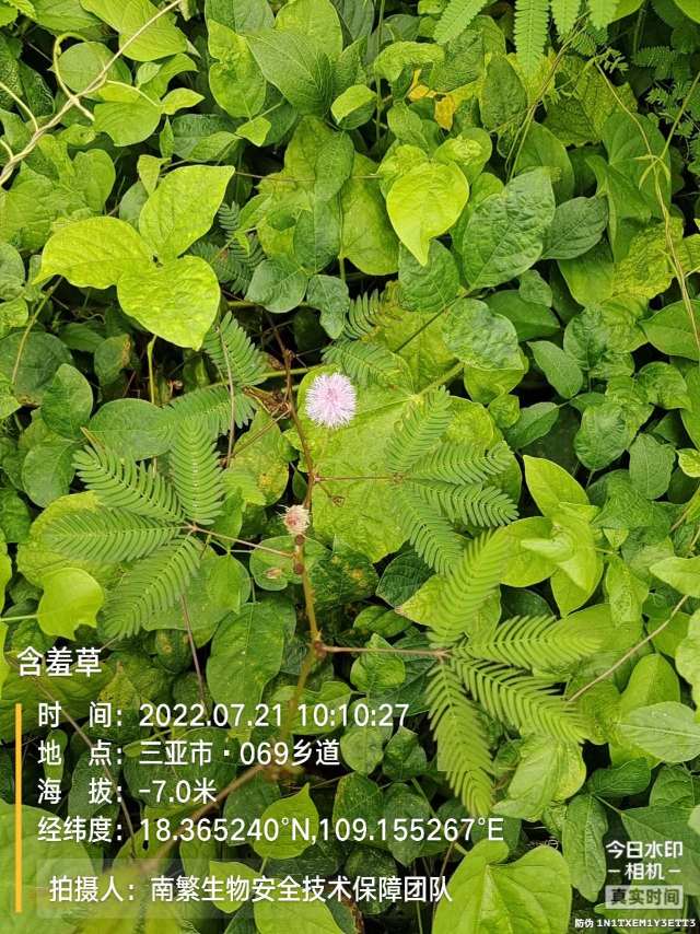 含羞草