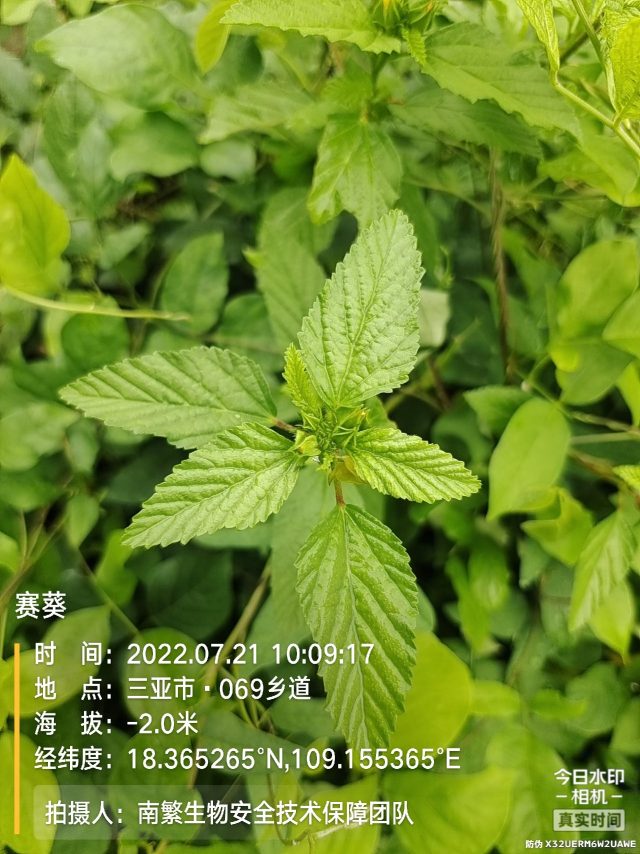 赛葵