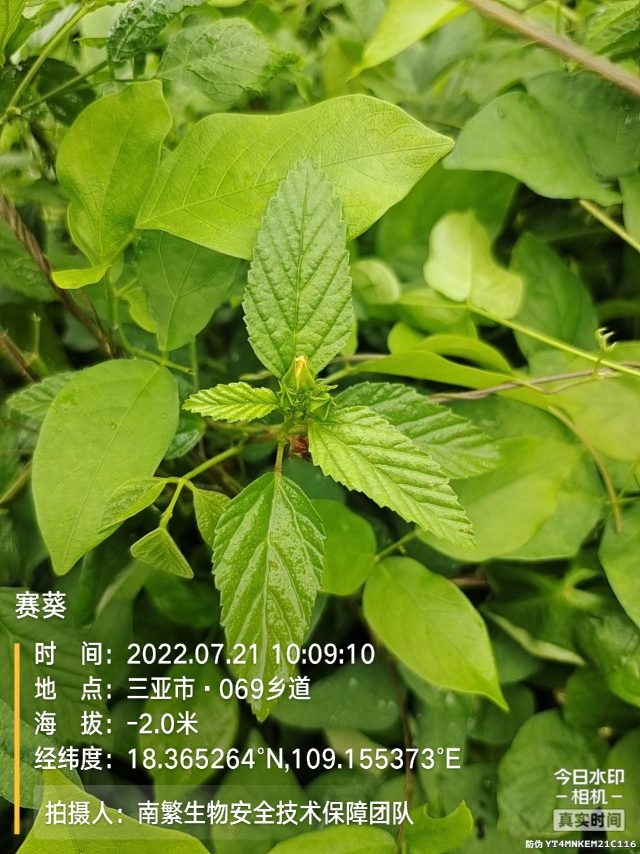 赛葵