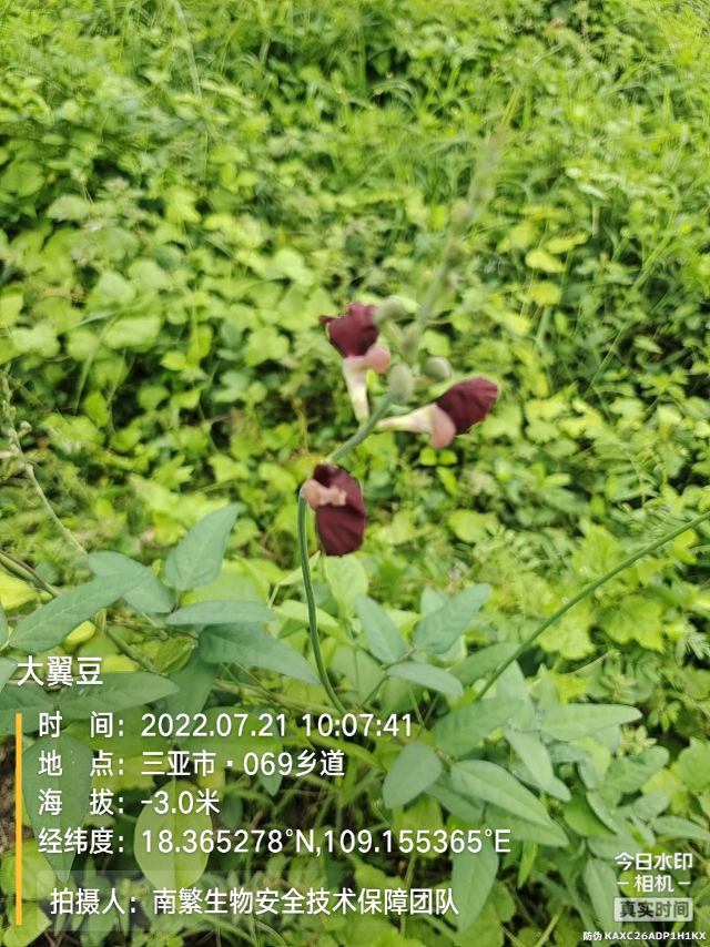 大翼豆