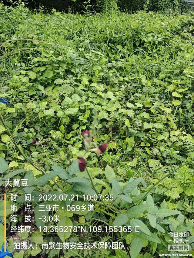 大翼豆