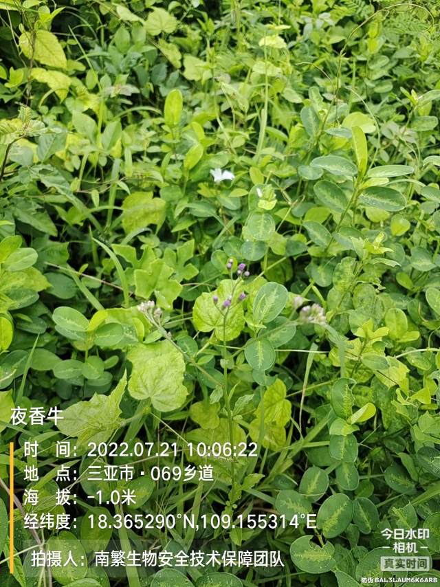 夜香牛