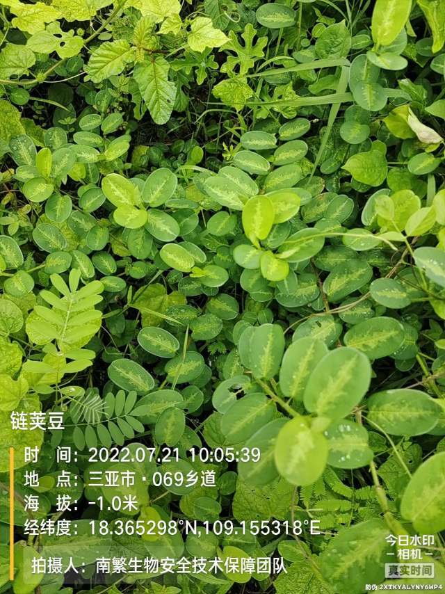 链荚豆