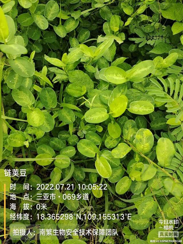 链荚豆