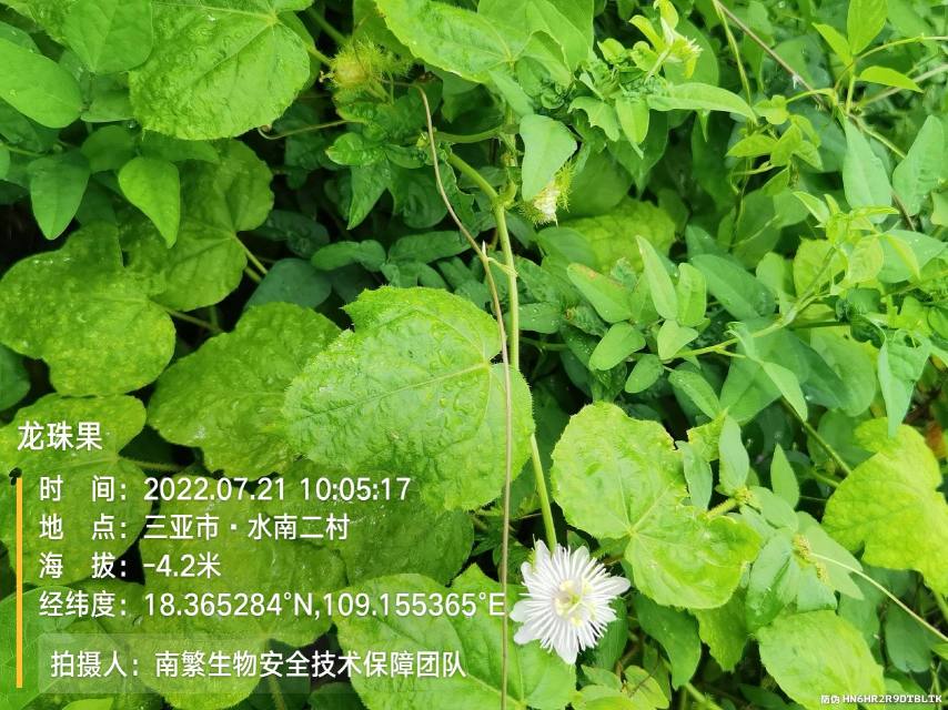 龙珠果