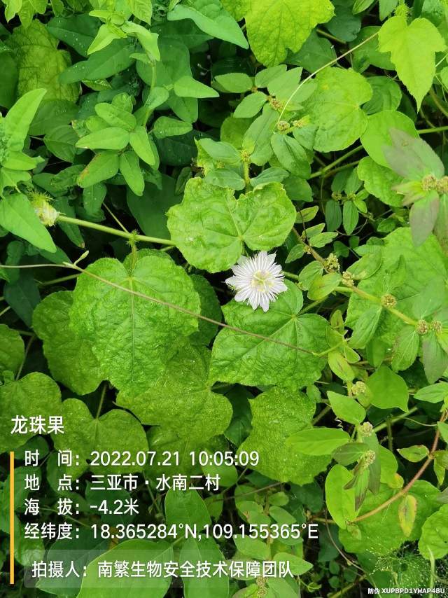 龙珠果