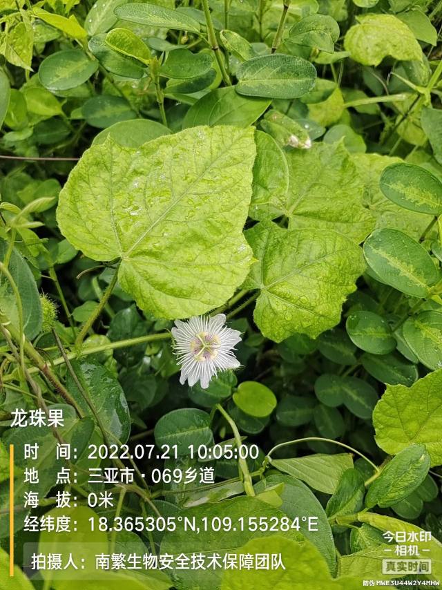 龙珠果