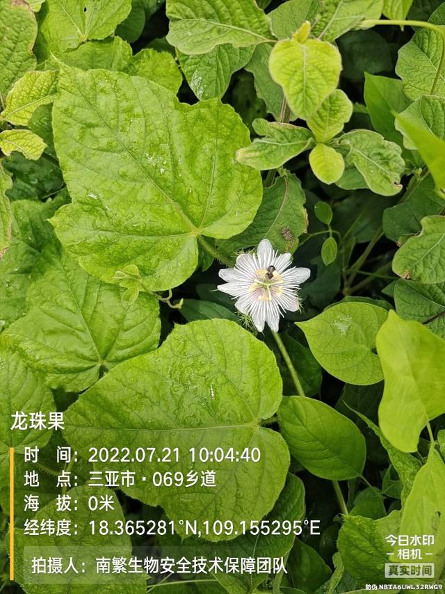 龙珠果