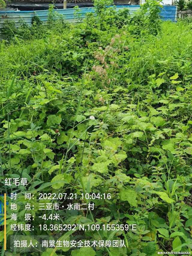 红毛草