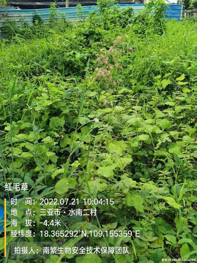 红毛草