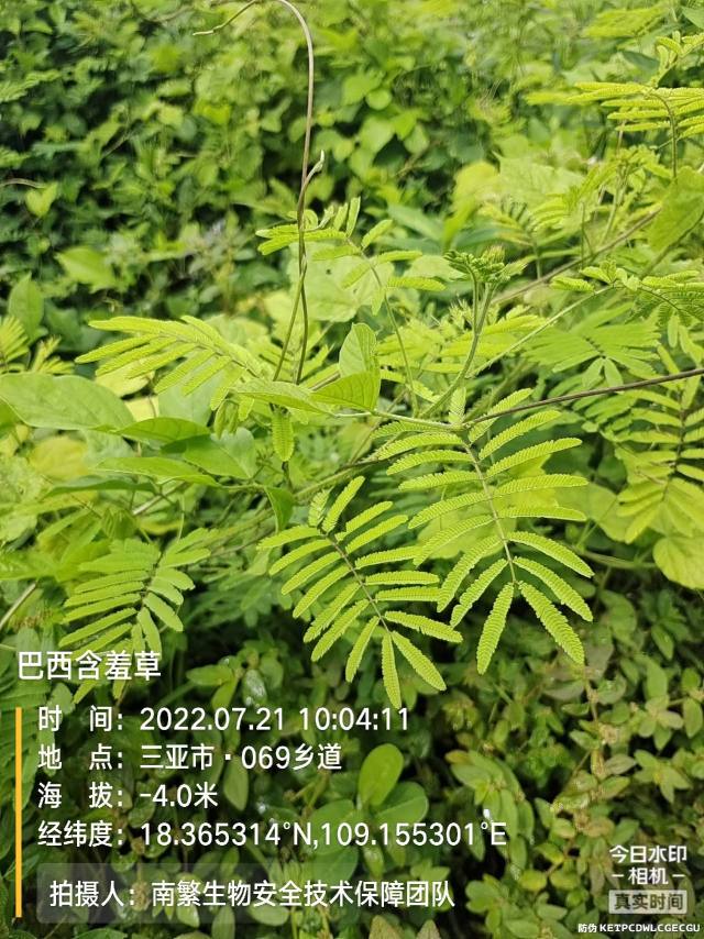 巴西含羞草