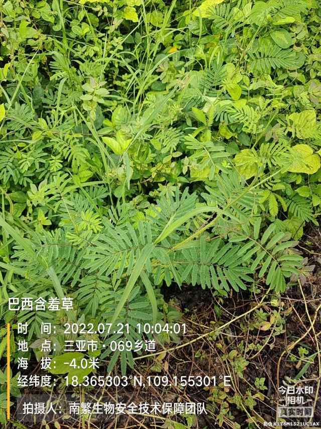 巴西含羞草