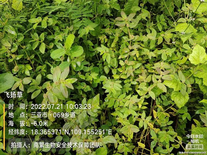 飞扬草