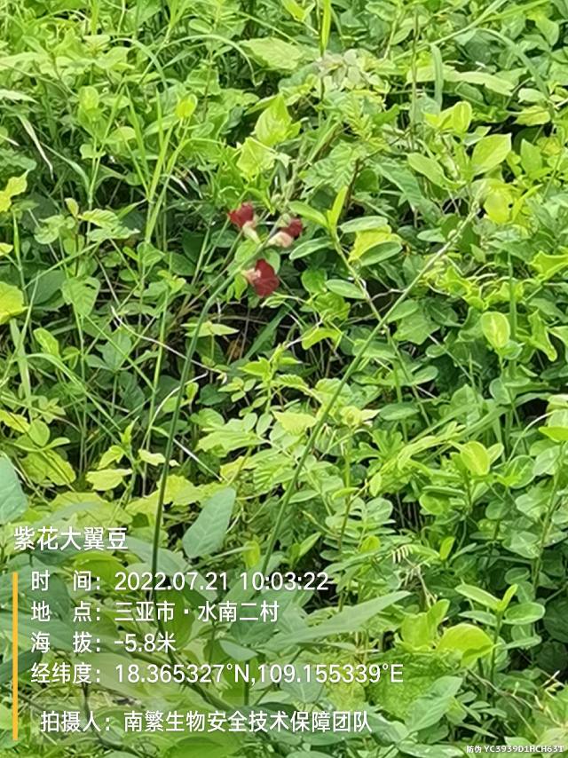紫花大翼豆