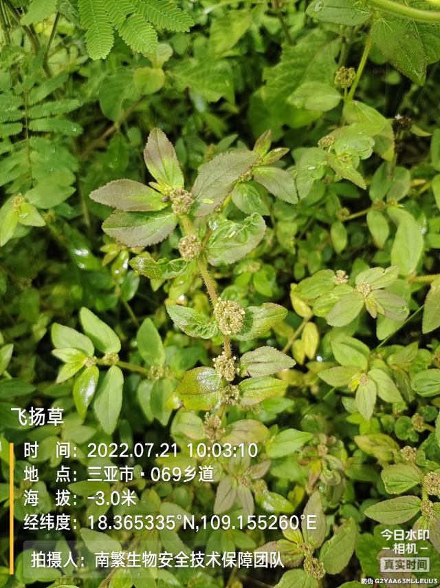 飞扬草