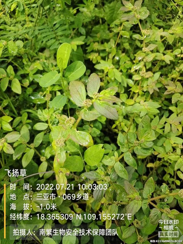 飞扬草