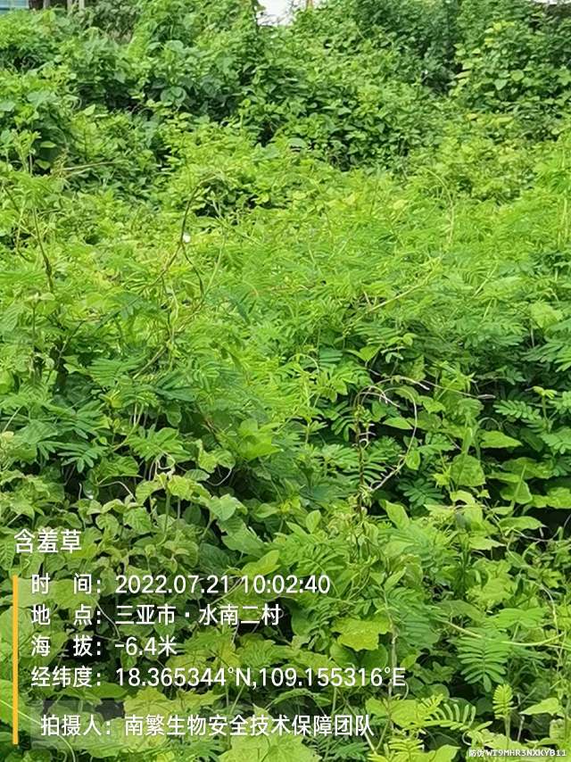 含羞草