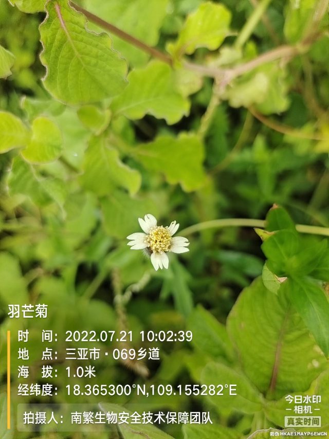 羽芒菊