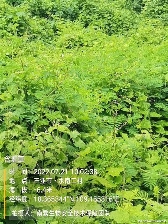 含羞草