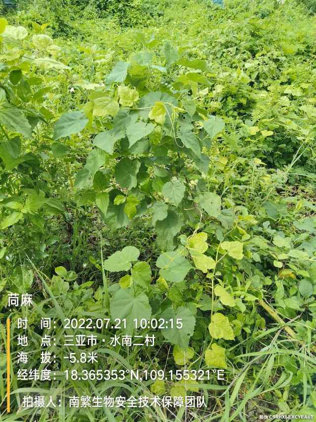 苘麻