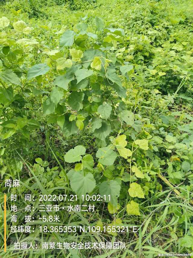 苘麻