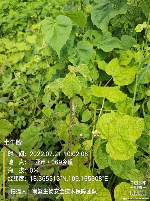 土牛膝