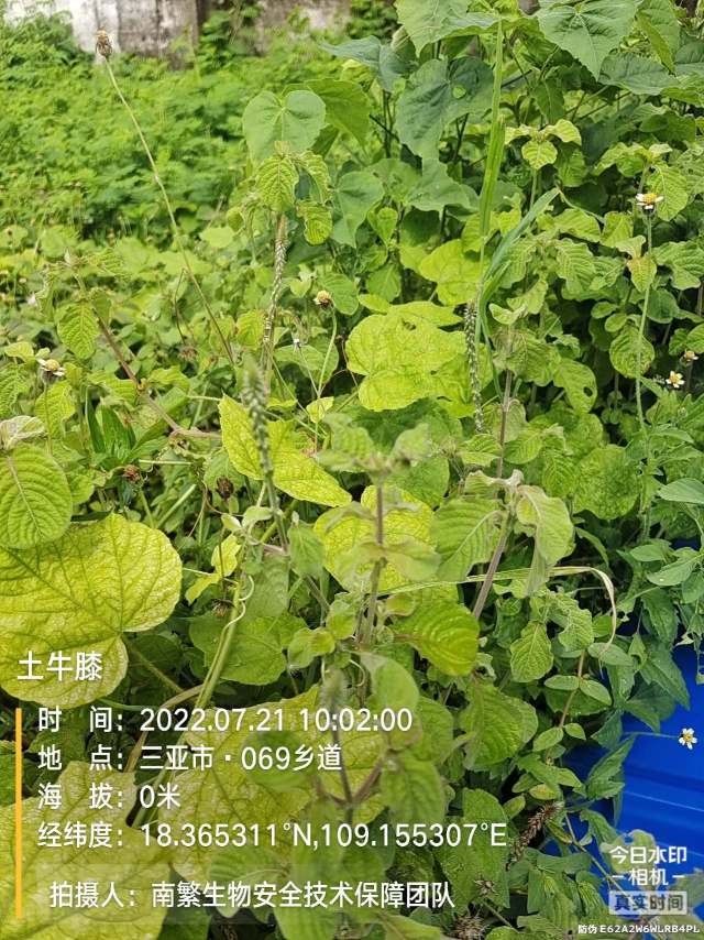 土牛膝
