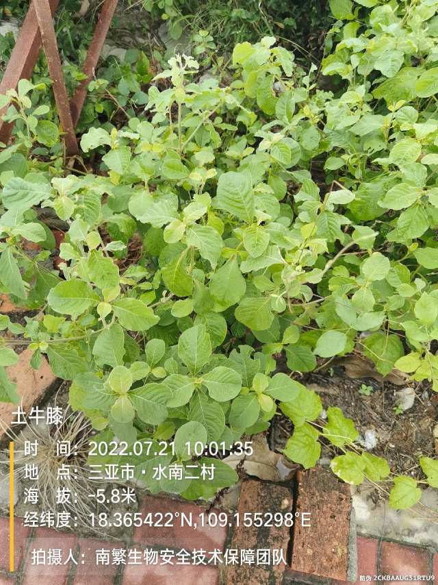 土牛膝