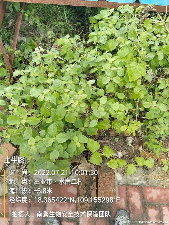 土牛膝