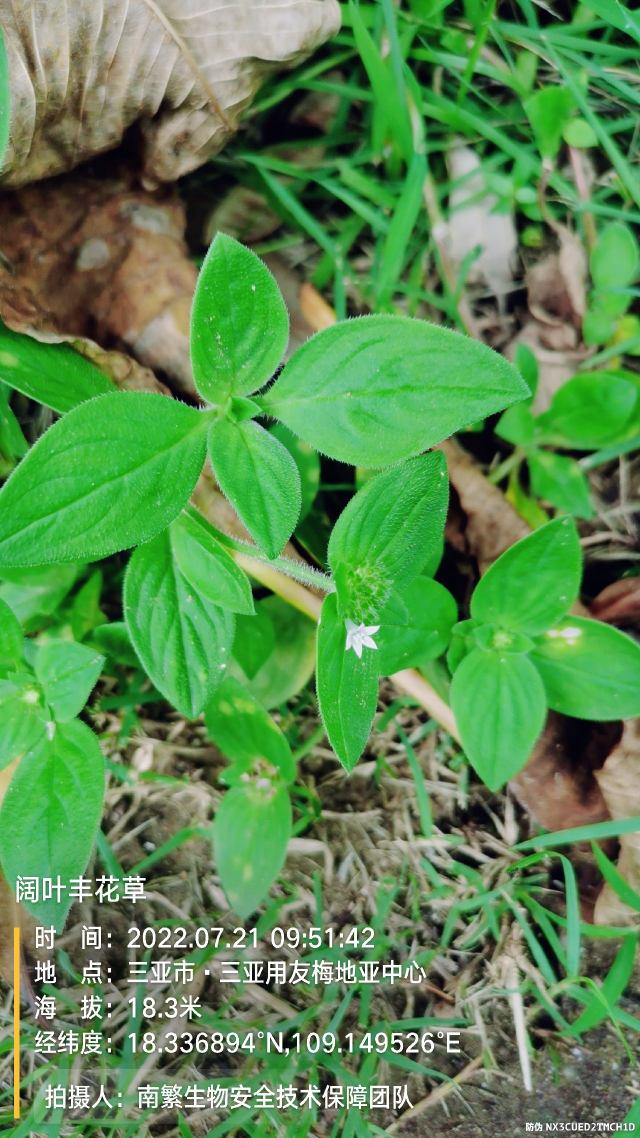 阔叶丰花草