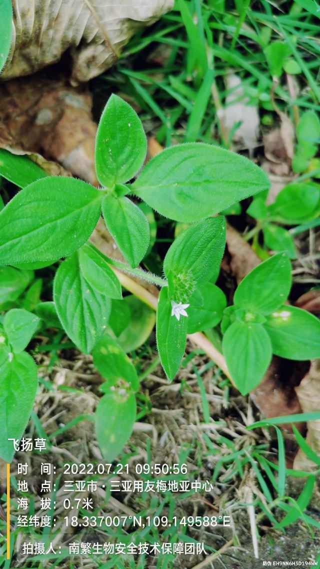 飞扬草
