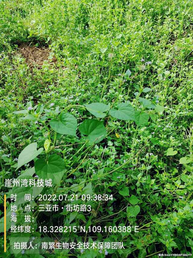 崖州湾科技城