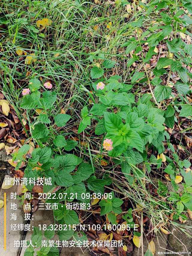 崖州湾科技城
