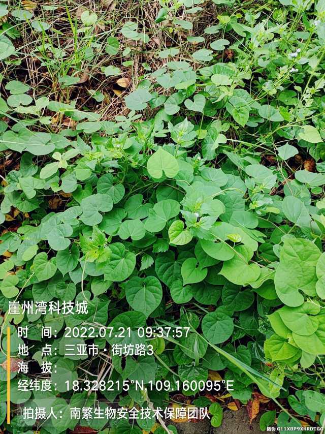 崖州湾科技城