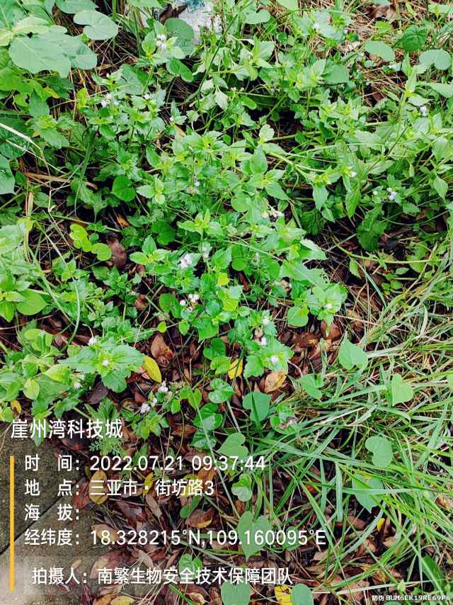 崖州湾科技城