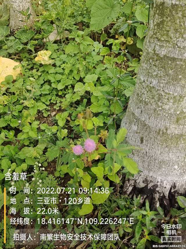 含羞草