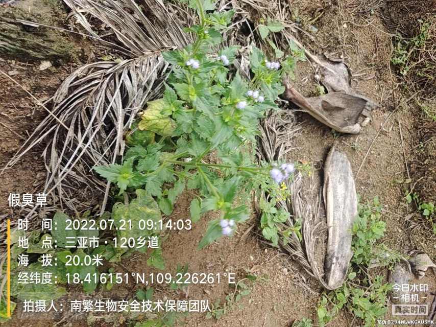 假臭草