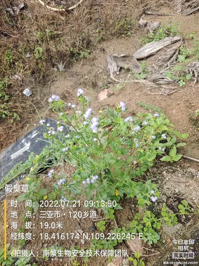 假臭草