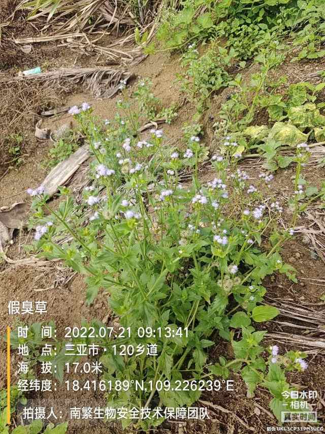假臭草