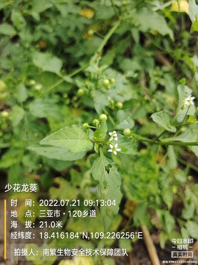 少花龙葵