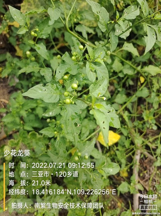 少花龙葵