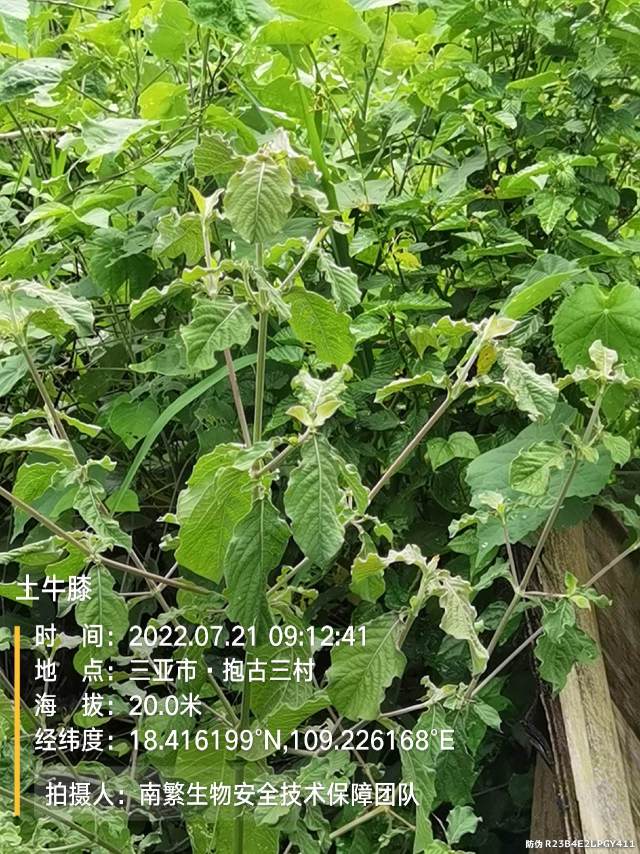 土牛膝