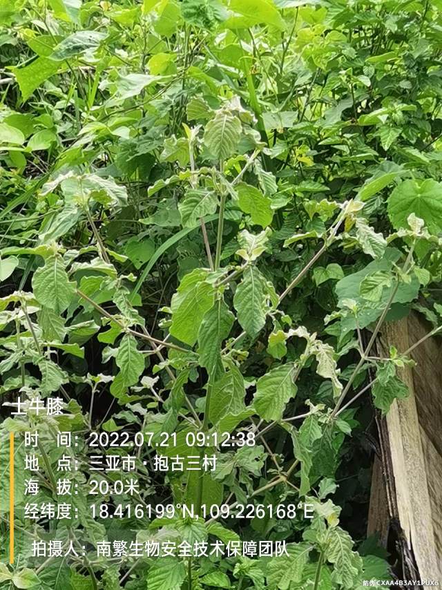 土牛膝