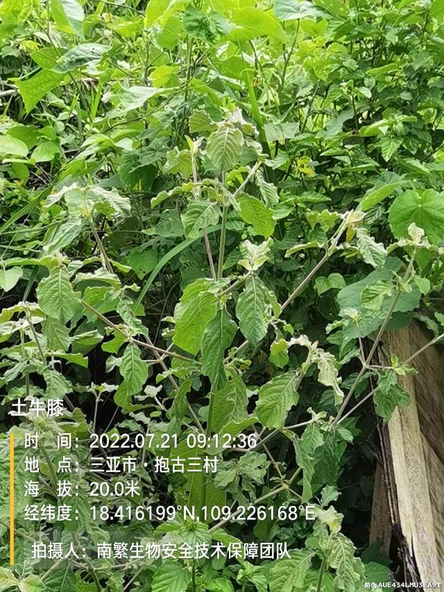 土牛膝