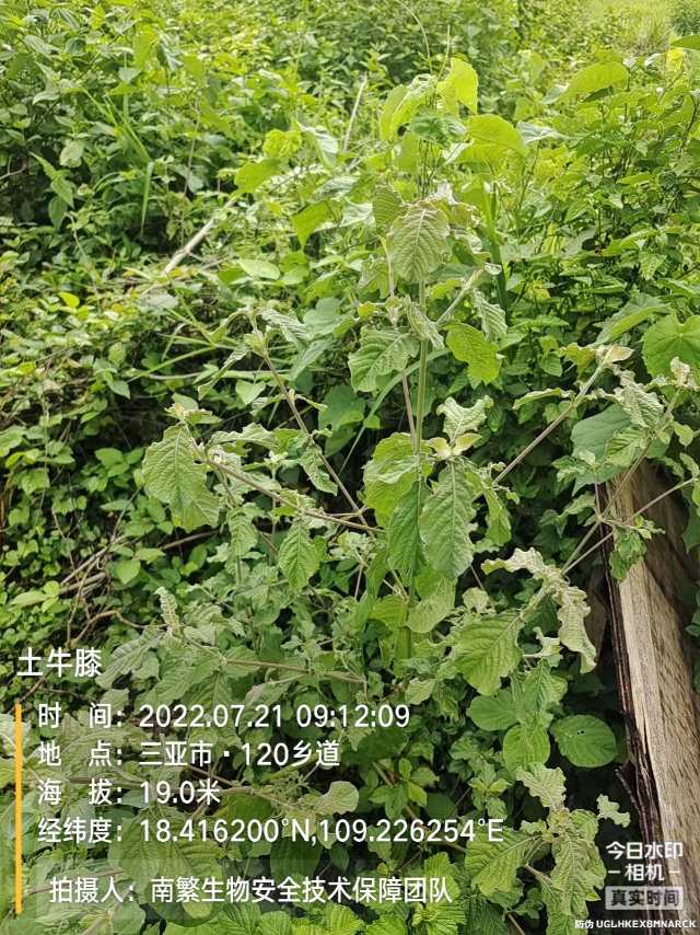 土牛膝