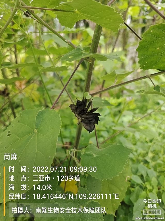苘麻