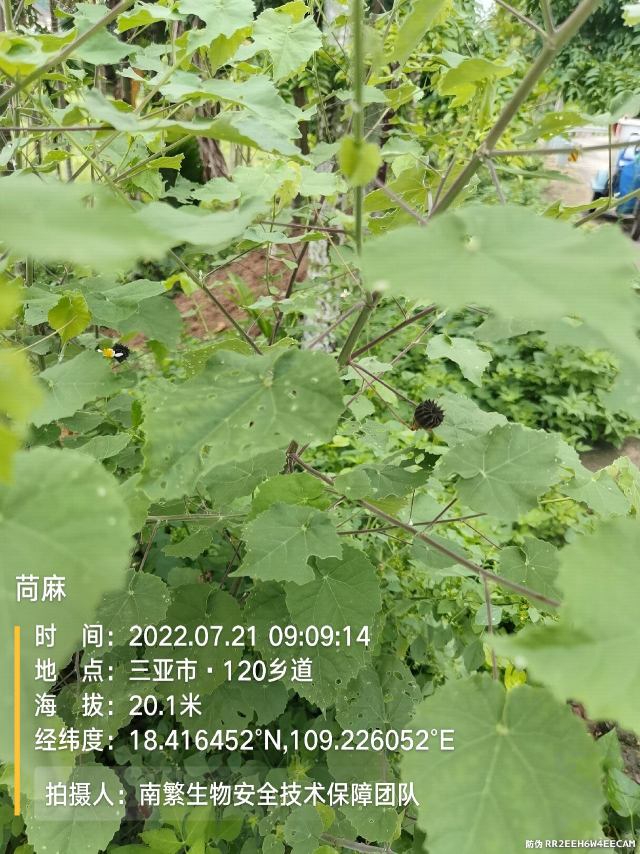 苘麻