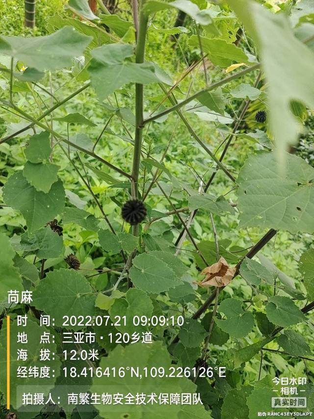 苘麻