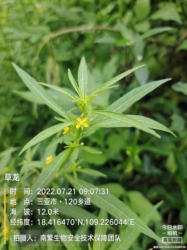 草龙
