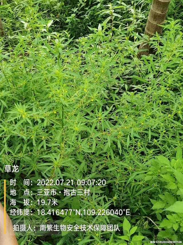 草龙